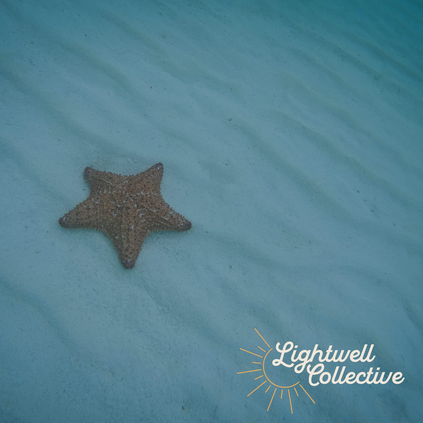 A single starfish resting on the sea floor